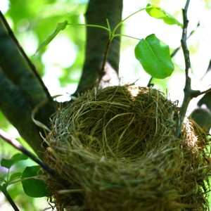 bird-nest-tree-2028508-o[1]