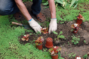 Gardener planting the seedlings to the flower bed.